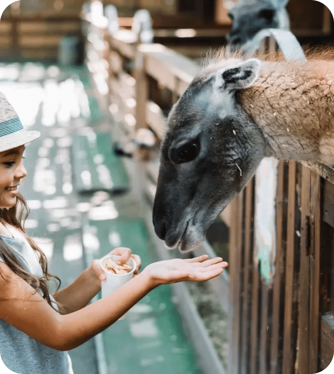 Girl feeding an animal 