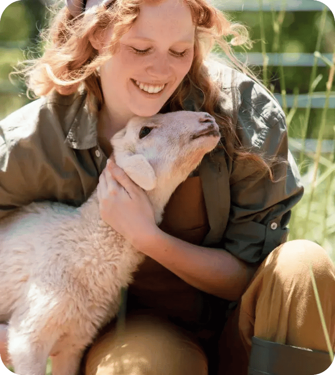 Lambing season at a farm