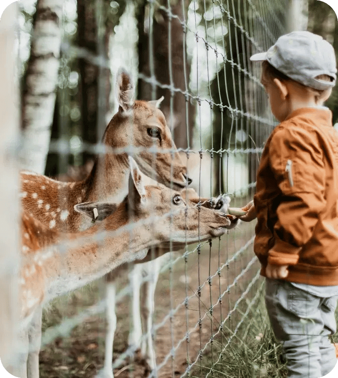 Young boy feeds a deer in a zoo 
