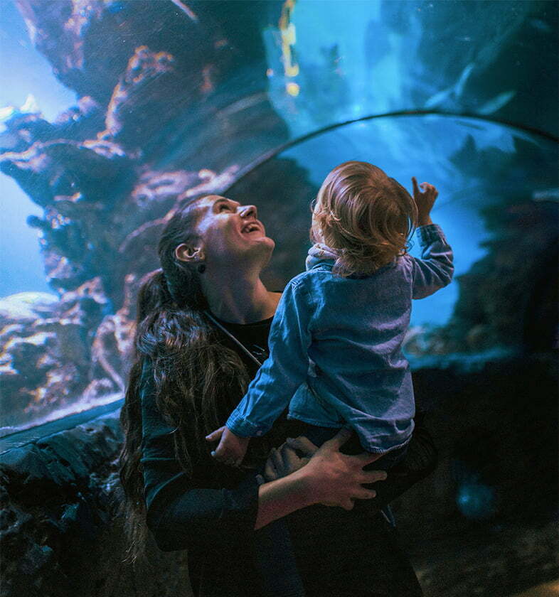 Adult and child viewing marine life inside an aquarium