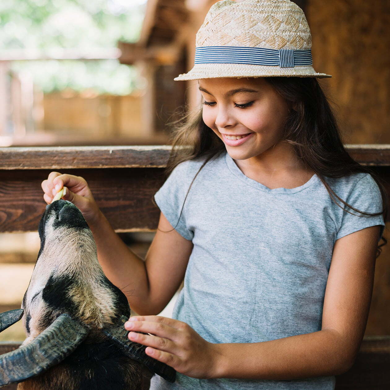 Girl feeds a sheep at a farm yard experience