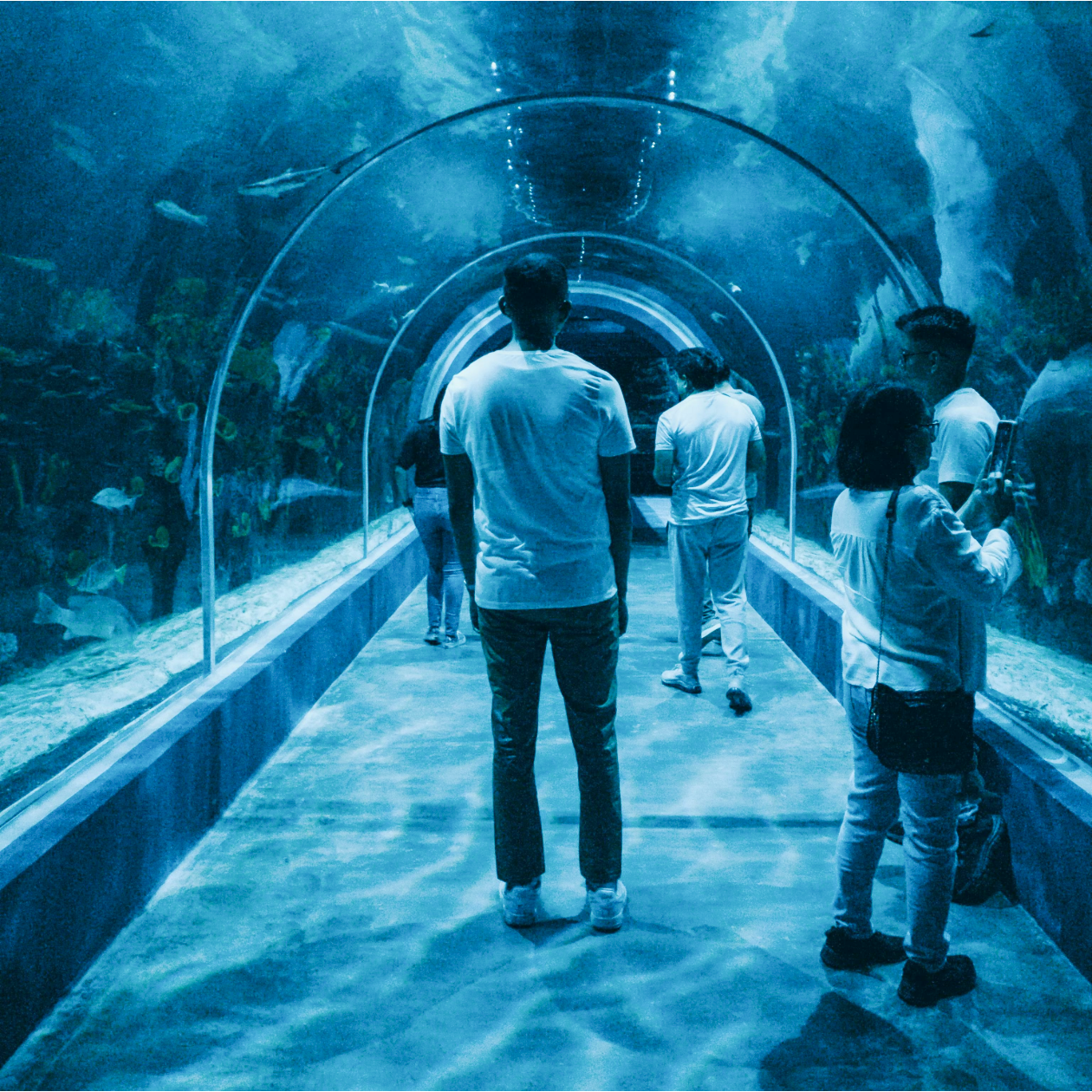 Smooth Visitor Flow in an aquarium