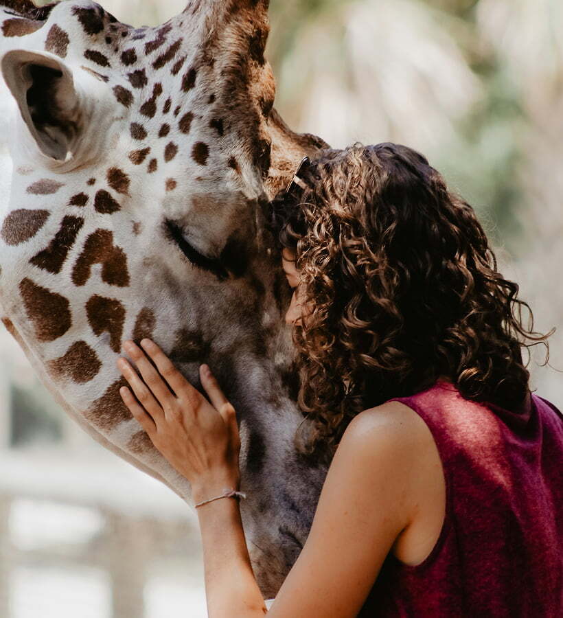 Woman hugging giraffe at a Zoo