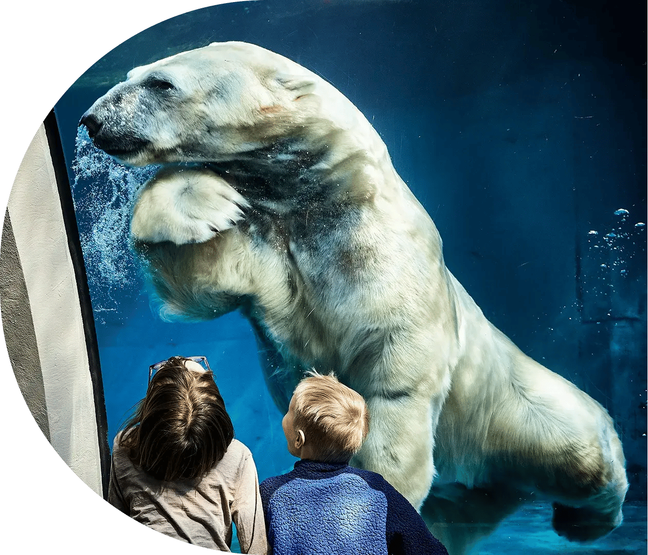Children look in amazement at a polar bear in an aquarium