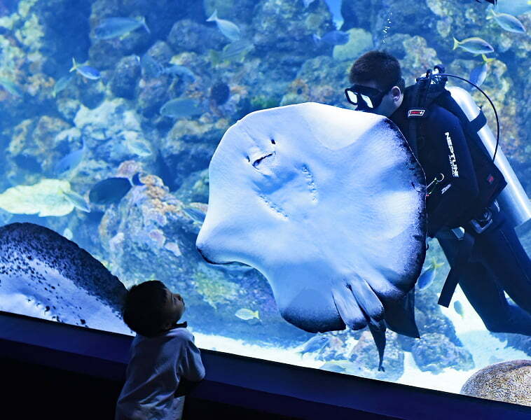 Child watches a diver in an aquarium show
